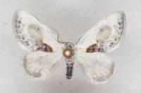 Cilix glaucata