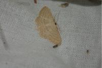 Scopula minorata