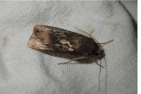 Agrotis ipsilon