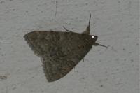 Catocala nupta