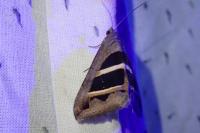 Grammodes bifasciata