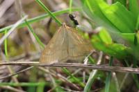 Sitochroa verticalis