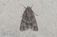 Acronicta rumicis