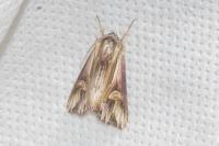 Actinotia polyodon