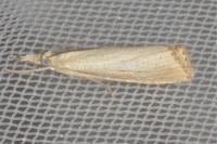 Agriphila straminella