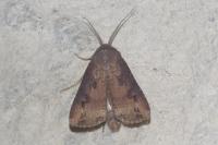 Agrotis ipsilon