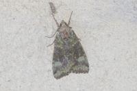 Anaplectoides prasinus