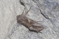 Autographa gamma