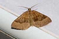 Scotopteryx chenopodiata