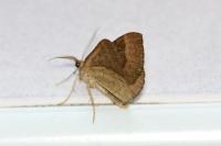 Scotopteryx chenopodiata