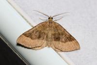 Scotopteryx chenopodiata