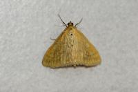 Sitochroa verticalis