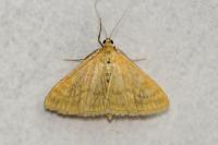 Sitochroa verticalis