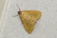 Sitochroa verticalis