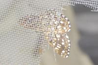 Chiasmia clathrata