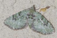 Chloroclystis v-ata
