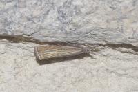 Chrysoteuchia culmella