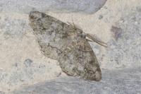 Cleorodes lichenaria