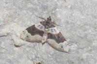 Cosmorhoe ocellata