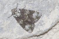 Craniophora ligustri