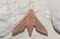 Deilephila elpenor