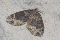 Ecliptopera silaceata