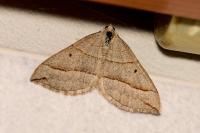 Scotopteryx luridata/mucronata