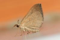 Scotopteryx luridata/mucronata