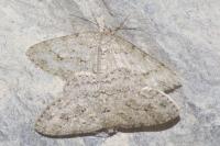 Ectropis crepuscularia