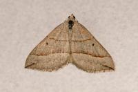 Scotopteryx luridata/mucronata