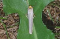 Eilema caniola