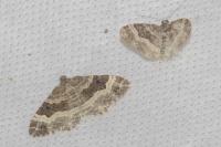 Epirrhoe alternata