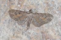 Eupithecia icterata