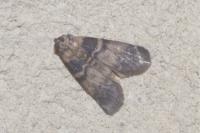 Euzophera pinguis