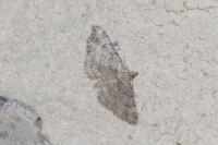 Gymnoscelis rufifasciata
