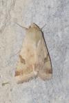 Heliothis peltigera
