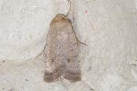 Hoplodrina respersa