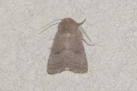 Hoplodrina