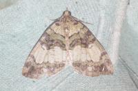 Hydriomena furcata