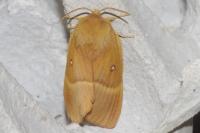 Lasiocampa quercus quercus