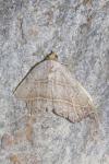 Laspeyria flexula