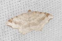 Macaria alternata
