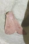Mythimna ferrago