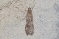 Nomophila noctuella