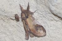 Notodonta ziczac