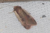 Ochropleura plecta