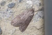 Pachycnemia hippocastanaria hippocastanaria