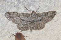 Peribatodes rhomboidaria rhomboidaria