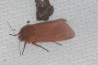 Phragmatobia fuliginosa