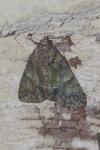 Polyphaenis sericata